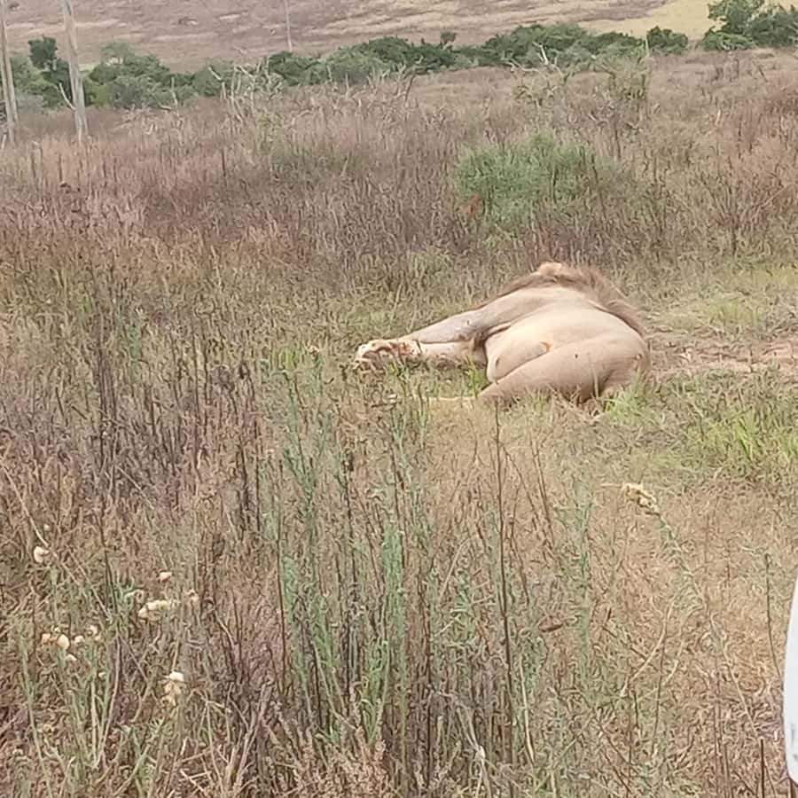 Addo: Game Drive in Addo Elephant National Park Private - Addo and Algoa Bay: Two Wildlife Settings in One Area