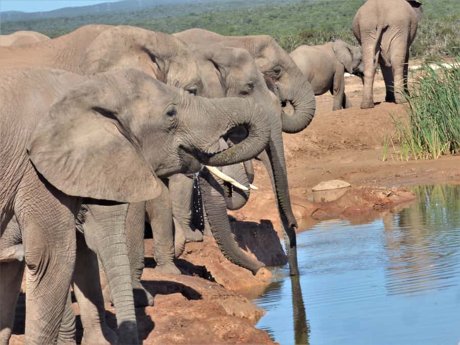 Addo National Park: Full-Day Safari Tour - Key points at a glance
