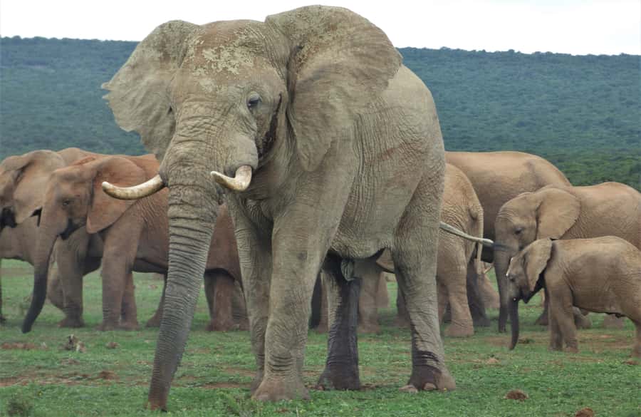 Addo National Park: Full-Day Safari Tour - Why a full day makes sense at Addo
