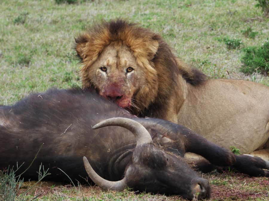 Addo National Park: Full-Day Safari Tour - Searching Addo’s north section
