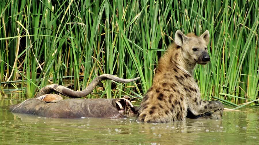 Addo National Park: Full-Day Safari Tour - Learning more than animal names