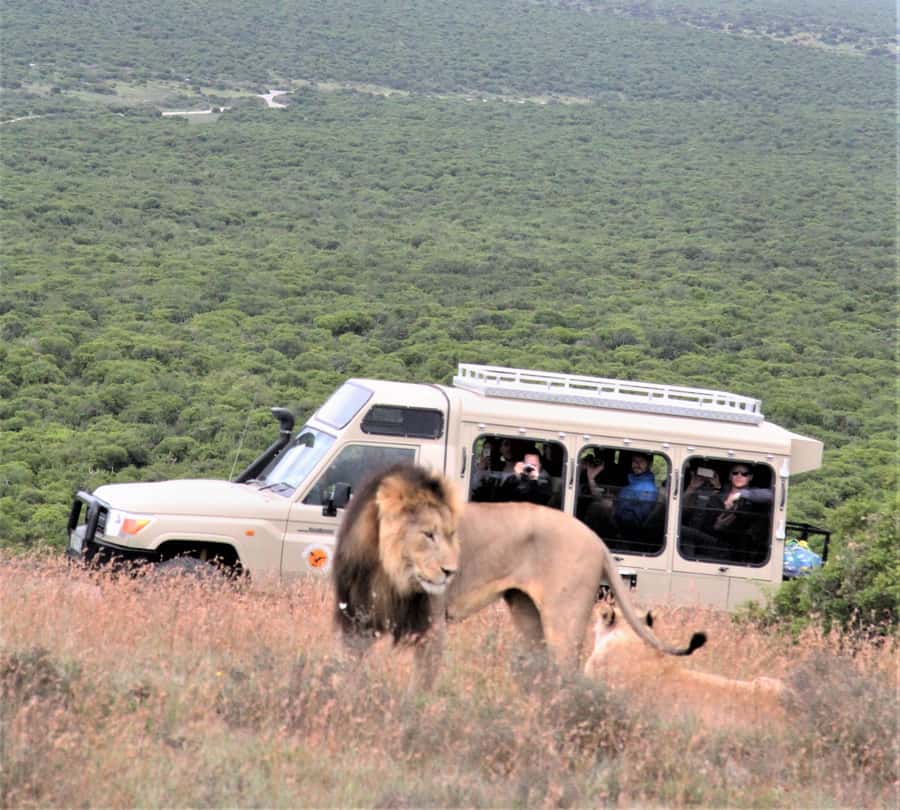Addo National Park: Full-Day Safari Tour - Starting the morning in a small safari vehicle
