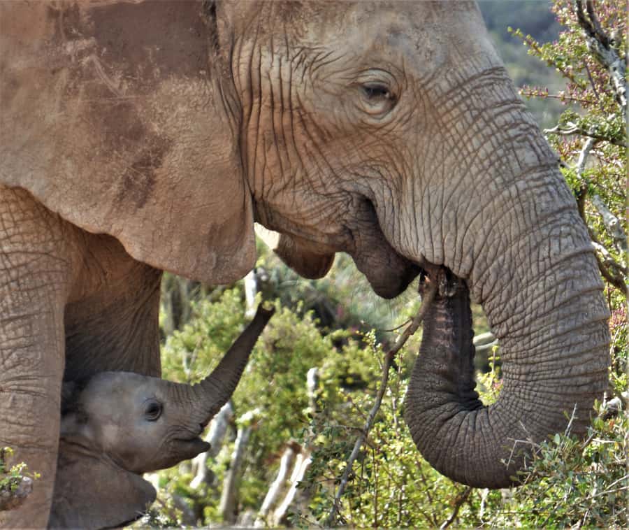 Addo National Park: Guided Half-Day Safari - Key points to know before booking