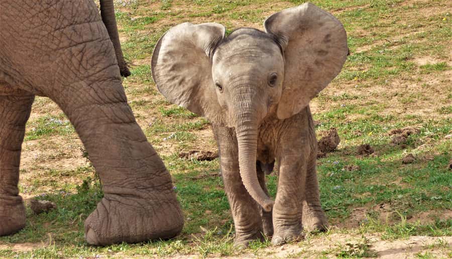 Addo National Park: Guided Half-Day Safari - Why this Addo safari works well in four hours