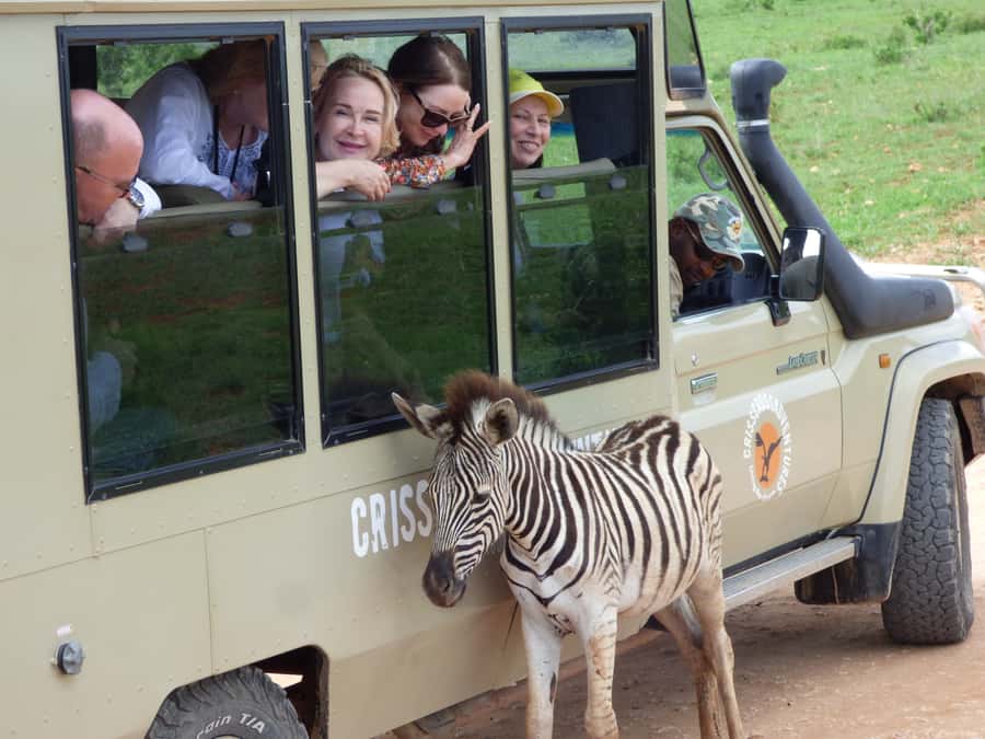 Addo National Park: Guided Half-Day Safari - Riding in the closed Toyota Land Cruiser