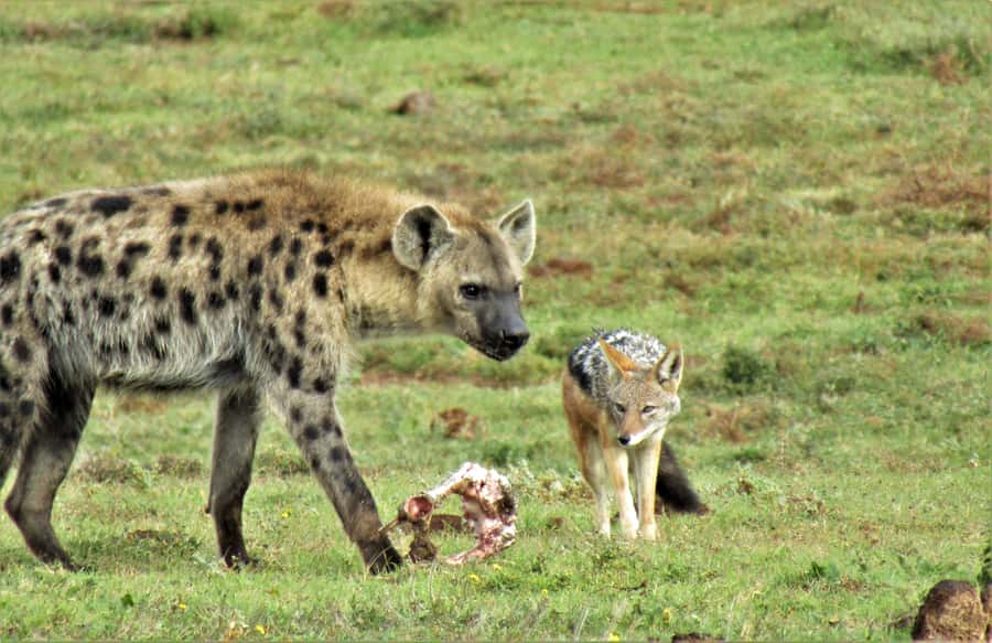 Addo National Park: Guided Half-Day Safari - What you may see in the northern wildlife area