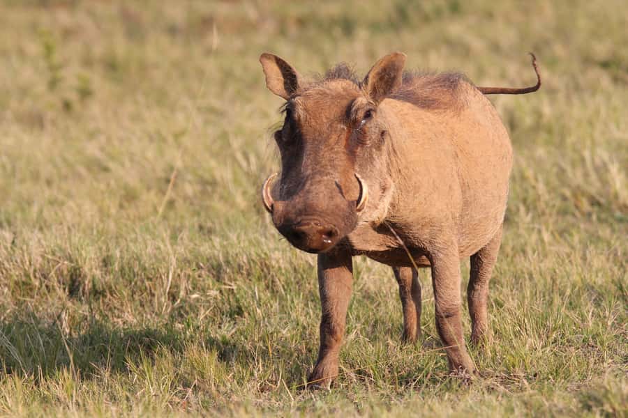Addo National Park: Guided Half-Day Safari - How the guides shape the experience