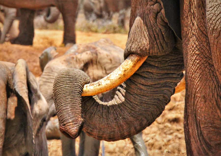 Addo National Park: Guided Half-Day Safari - Snacks, drinks, and the small-group feel