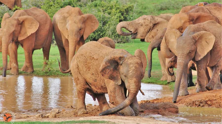 Addo National Park: Guided Half-Day Safari - Is $81 plus the park fee good value?