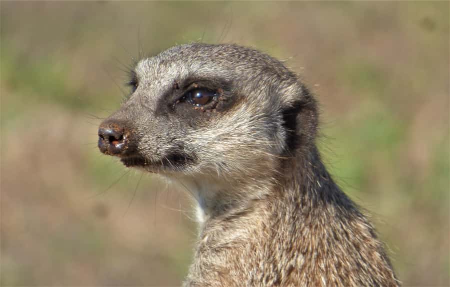 Addo National Park: Guided Half-Day Safari - Who should book this half-day safari?
