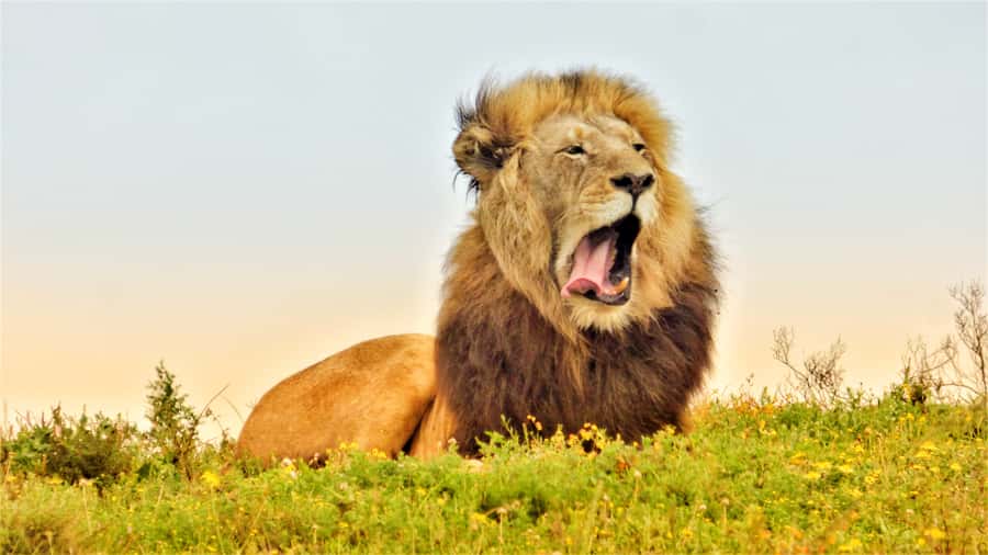 Addo National Park: Guided Half-Day Safari - Meeting at Addo village and entering Main Camp
