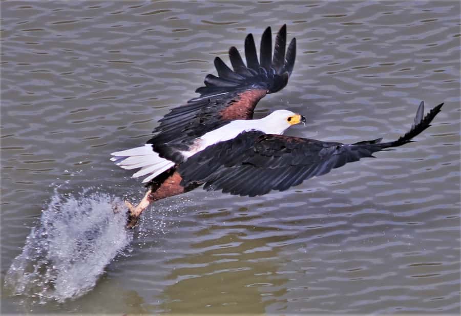 Addo River Safari - Guided Tour via Canoe - A Different Way to Experience Addo