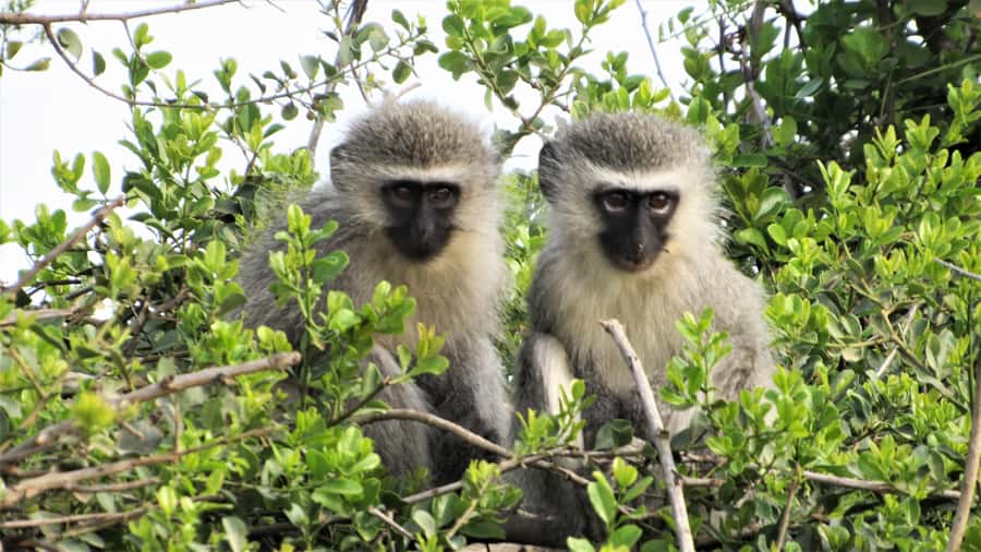 Addo River Safari - Guided Tour via Canoe - Scenery and the Value of Going Slowly