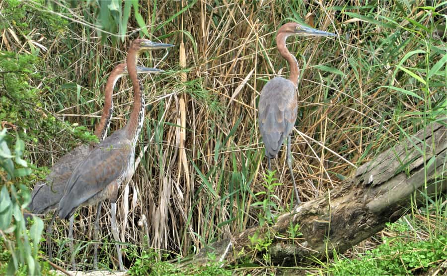 Addo River Safari - Guided Tour via Canoe - Who Will Enjoy This Most