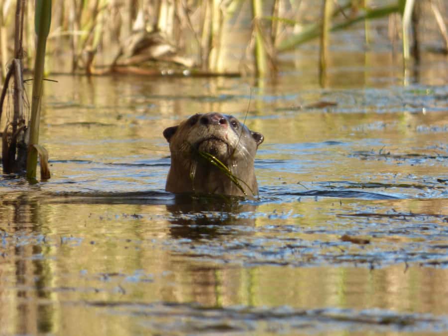 Addo River Safari - Guided Tour via Canoe - Practical Details for a Smooth Trip