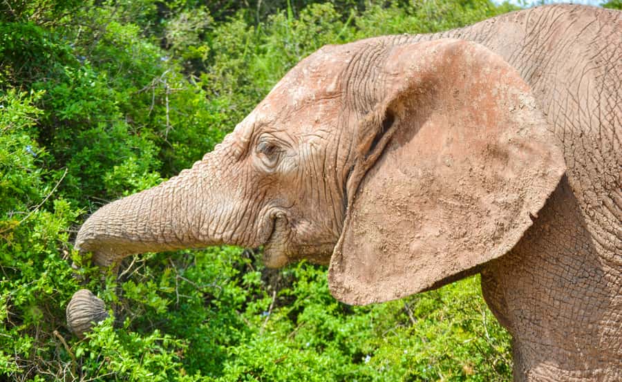 Addo Safari Full Day Tour - Why a full day in Addo makes sense