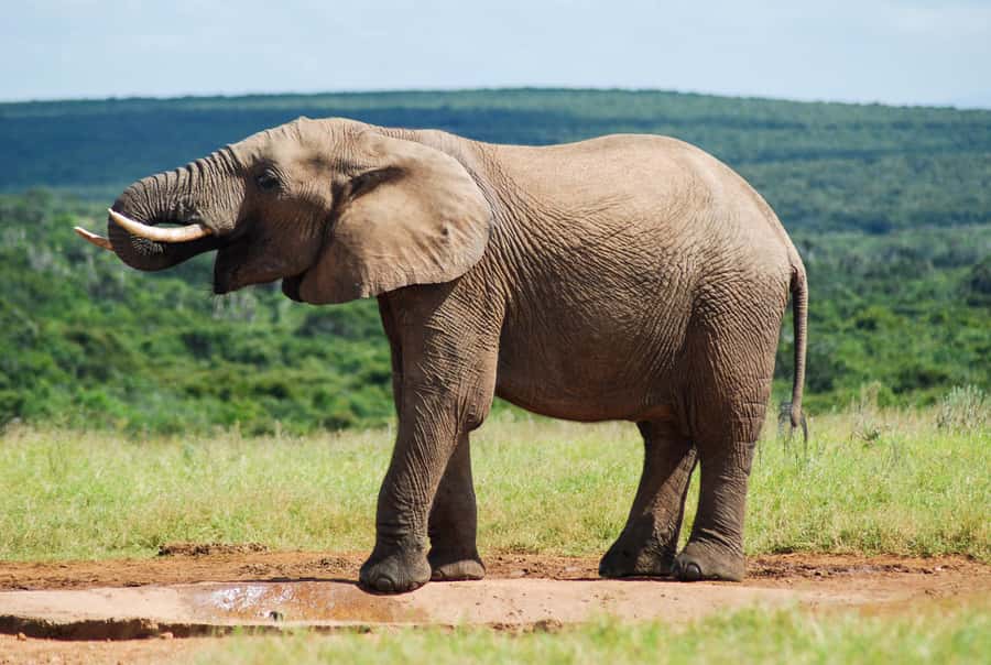 Addo Safari Full Day Tour - Riding in the closed safari vehicle