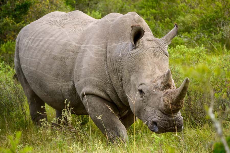 Addo Safari Full Day Tour - Searching for Addos elephants and Big 5