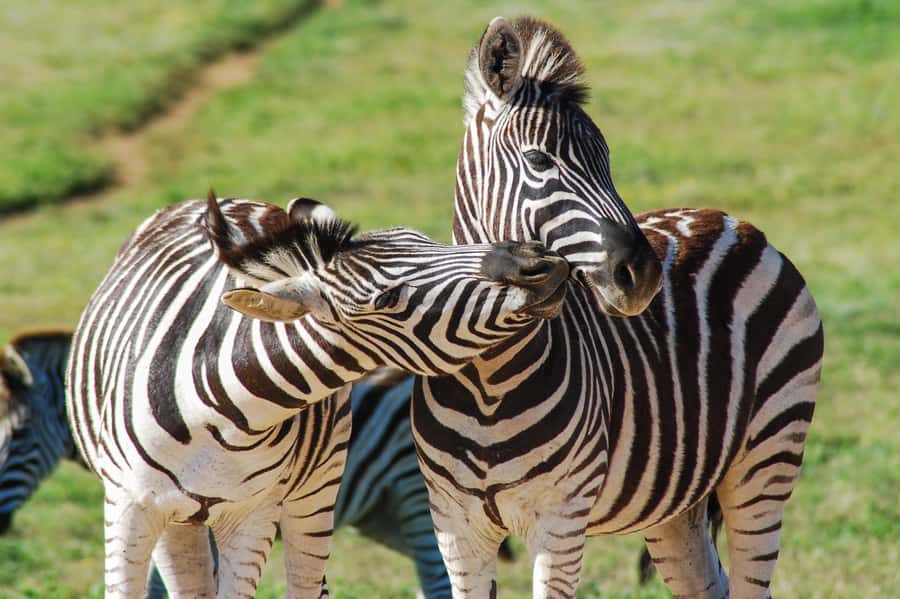 Addo Safari Full Day Tour - A South African braai in the park