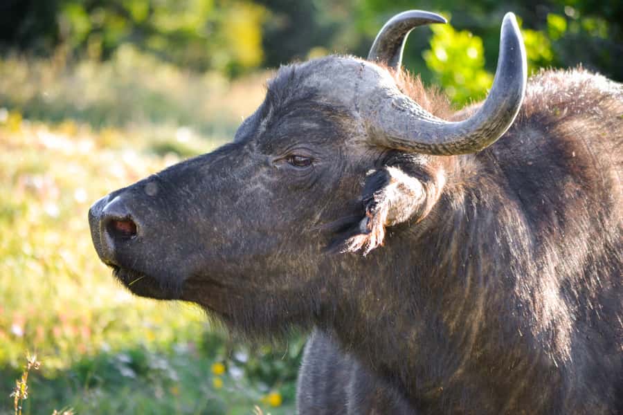 Addo Safari Full Day Tour - Eight and a half hours of wildlife and scenery