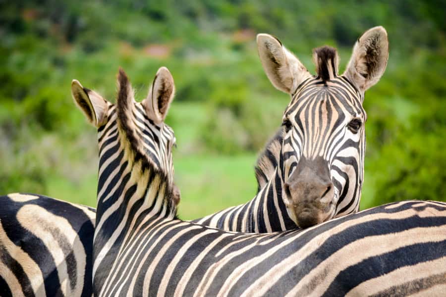 Addo Safari Full Day Tour - Who should book this Addo safari?