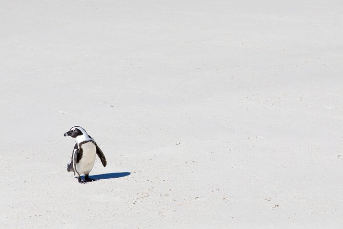 African Penguins (Boulders Beach) Half Day tour from Cape Town - Chapman’s Peak gives the drive a purpose