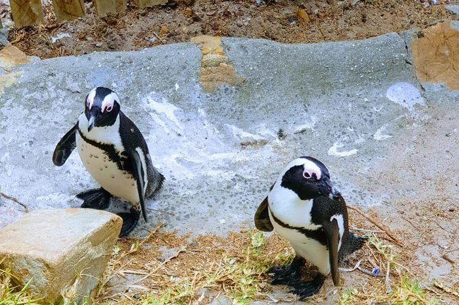 African Penguins (Boulders Beach) Half Day tour from Cape Town - What the five-hour schedule really means