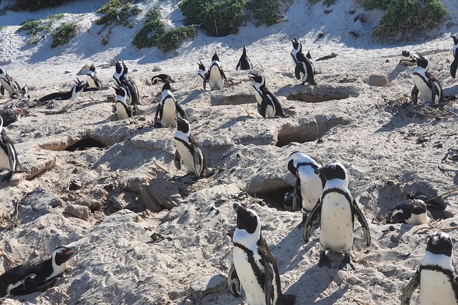African Penguins (Boulders Beach) Half Day tour from Cape Town - Is $57.66 a fair price?