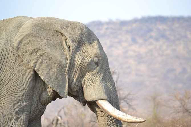 African Safari in Pilanesberg National Park - 1 day adventure - Why Pilanesberg works for a one-day safari