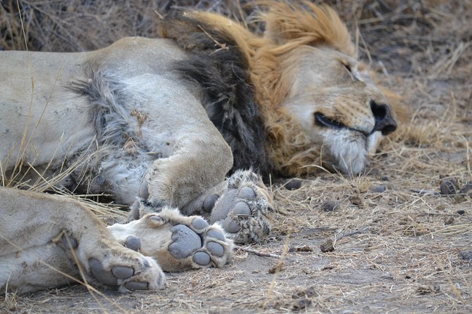 African Safari in Pilanesberg National Park - 1 day adventure - Leaving Johannesburg at 6:00 am