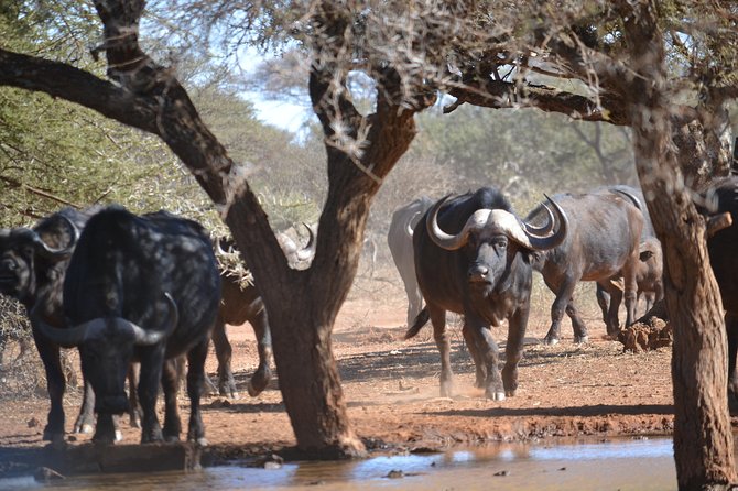 African Safari in Pilanesberg National Park - 1 day adventure - The Big Five and the limits of wildlife watching