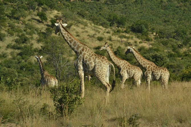 African Safari in Pilanesberg National Park - 1 day adventure - How the $132.69 price earns its keep