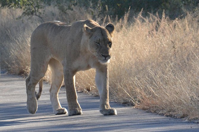 African Safari in Pilanesberg National Park - 1 day adventure - Three hours in an open safari vehicle