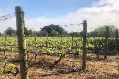 African Story Wine Tours in the Cape Winelands