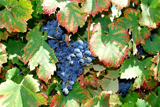 African Story Wine Tours in the Cape Winelands - Lunch at Le Pommier or another local restaurant