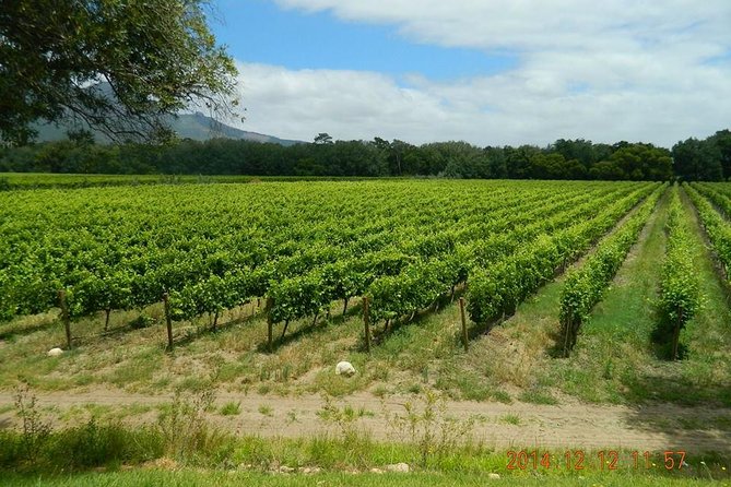 African Story Wine Tours in the Cape Winelands - Who should choose African Story Wine Tours?