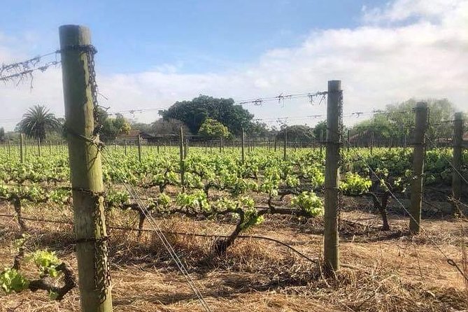 African Story Wine Tours in the Cape Winelands - Four wineries, four different moods