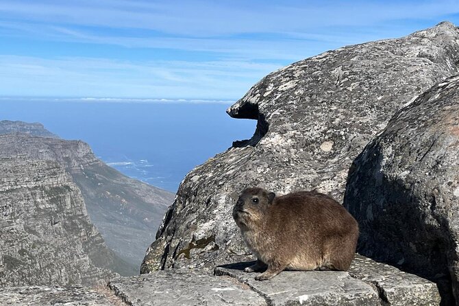 African Wonder of Nature Table Mountain Hike. - Fynbos, Proteas, and Small Mountain Animals