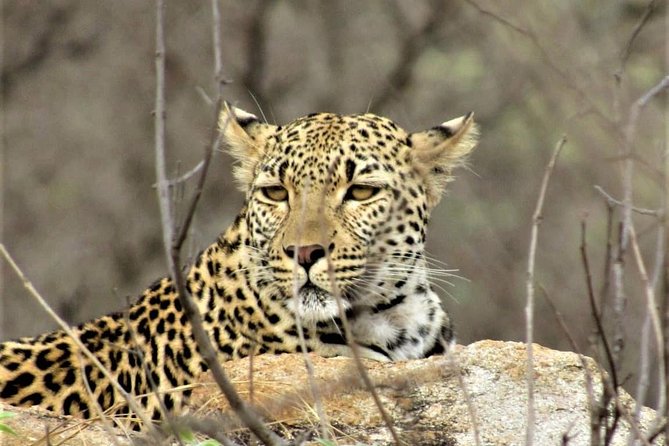 Afternoon Kruger National Park Safari - Key points to know before booking