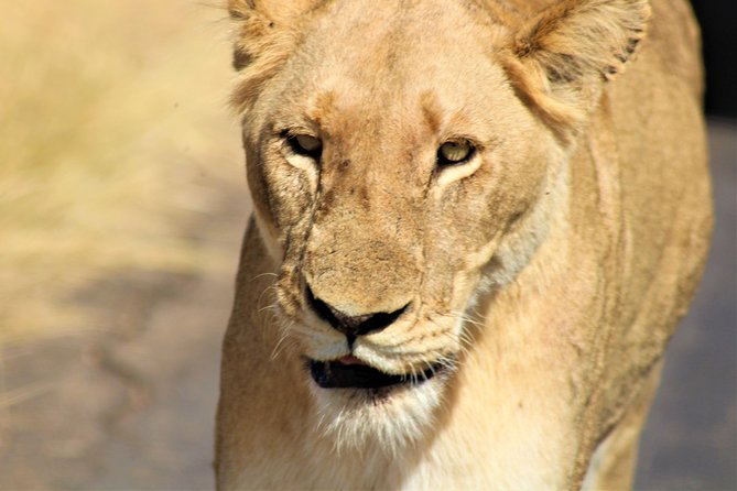 Afternoon Kruger National Park Safari - A five-hour introduction to Kruger National Park