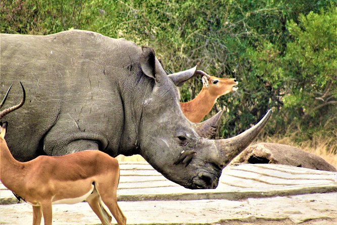 Afternoon Kruger National Park Safari - Choosing between an open and enclosed vehicle