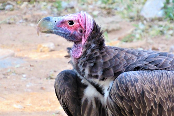 Afternoon Kruger National Park Safari - What the guide adds to the drive