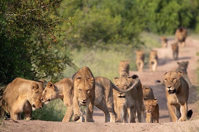 All Inclusive 2 Day Kruger Safari from Johannesburg - Overnight at a lodge near the park