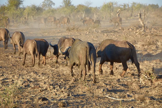 All Inclusive 2 Day Kruger Safari from Johannesburg - What the $805.19 price really covers