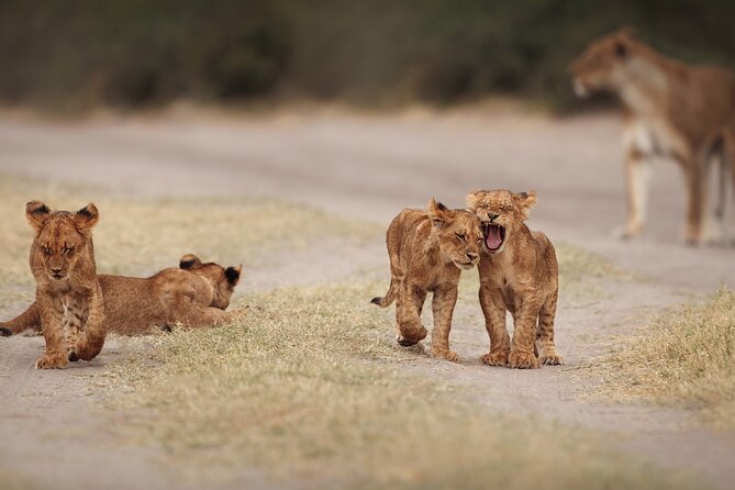 All inclusive BIG 5 Kruger 2 Day Safari from Johannesburg - What this Kruger safari is really offering