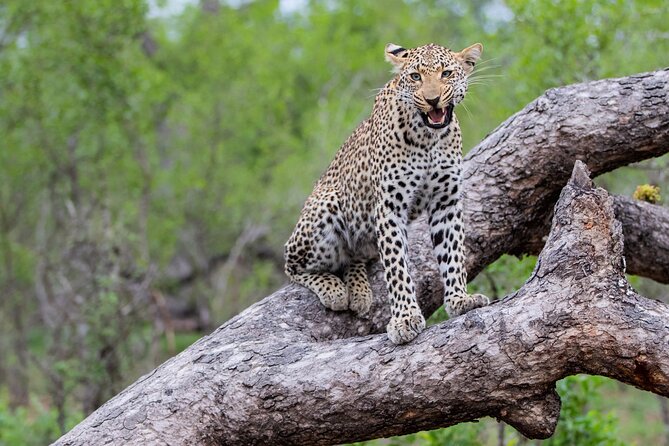 All inclusive BIG 5 Kruger 2 Day Safari from Johannesburg - The afternoon safari at Kruger National Park