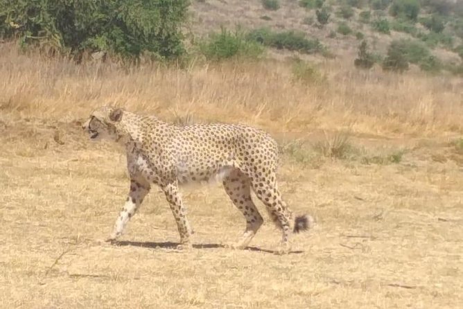 Ann van Dyk Cheetah Centre - Why this cheetah centre matters