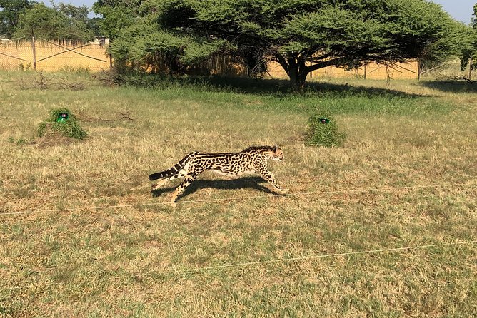 Ann Van Dyk Cheetah Centre Tour from Johannesburg or Pretoria - Why this cheetah center makes a good half-day outing