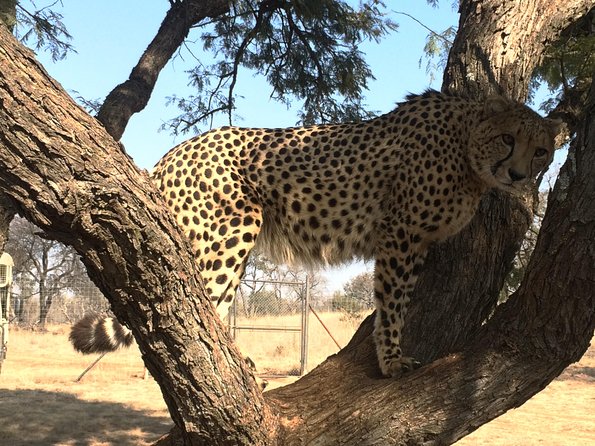 Ann Van Dyk Cheetah Centre Tour from Johannesburg or Pretoria - What the $192.53 price covers
