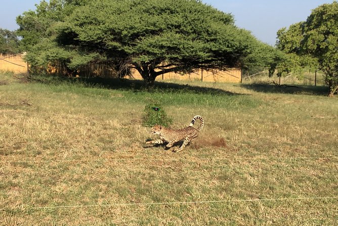 Ann Van Dyk Cheetah Centre Tour from Johannesburg or Pretoria - Practical ways to prepare
